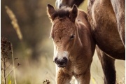 Ve znamení Epony