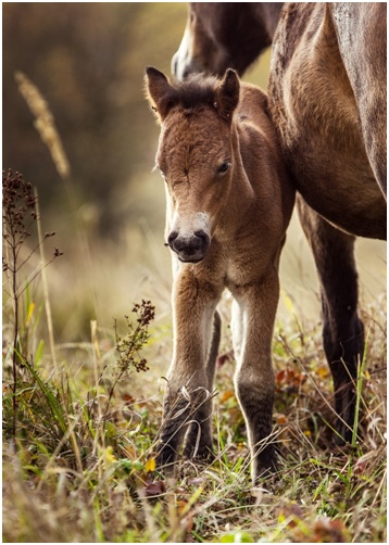 epona milovice