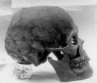 Lebka vikingského bojovníka nalezeného na Pražském hradě